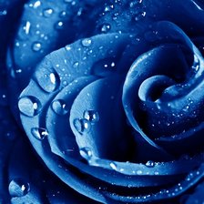 Схема вышивки «голубая роза в росе»