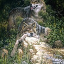 Волки на камне.