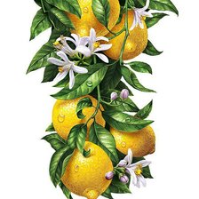 Оригинал схемы вышивки «Лимон и ваниль. Для кухни.» (№832231)