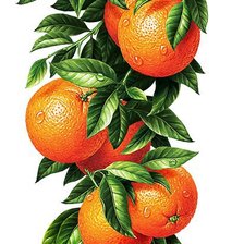 Схема вышивки «Апельсины. Для кухни.»