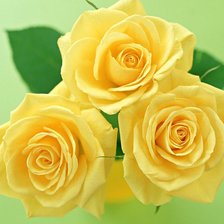 3 желтые розы