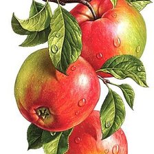 Оригинал схемы вышивки «Яблочки. Для кухни.» (№836396)
