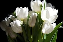 Схема вышивки «тюльпаны белые»