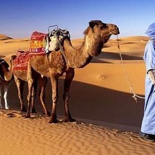 бедуин
