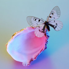 Оригинал схемы вышивки «бабочка на ракушке» (№838150)