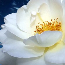 Схема вышивки «белая полураскрытая большая роза»