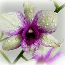 Оригинал схемы вышивки «орхидея 2» (№843879)
