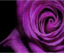 Схема вышивки «roza fioletowa1»