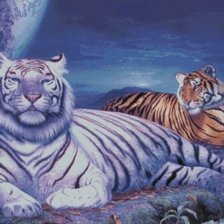 Схема вышивки «тигры-белый и рыжий»