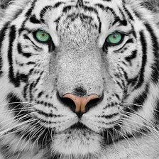 Оригинал схемы вышивки «Белый тигр» (№849581)