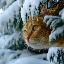 кот в зимнем лесу