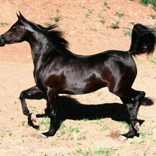 Оригинал схемы вышивки «Черный конь» (№856944)