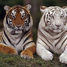 Схема вышивки «два тигра»