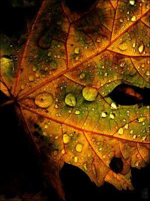 осень, кленовый лист, - оригинал