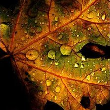 осень, кленовый лист,