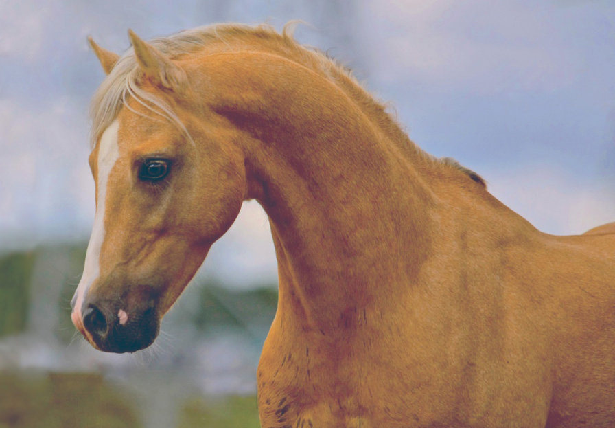 Horse / Лошадь - животное, лошадь - оригинал