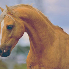Horse / Лошадь