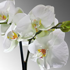 Оригинал схемы вышивки «белая орхидея» (№863819)
