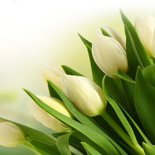 Оригинал схемы вышивки «Белые тюльпаны» (№863821)