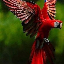 Схема вышивки «красный попугай»