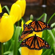 Схема вышивки «Бабочки на тюльпанах»