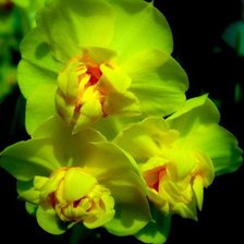 Схема вышивки «желтая орхидея»
