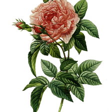 Схема вышивки «цветок розы»