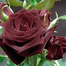 Схема вышивки «Бардовая роза»