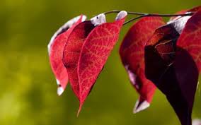 природная серия - природа, листья, осень - оригинал