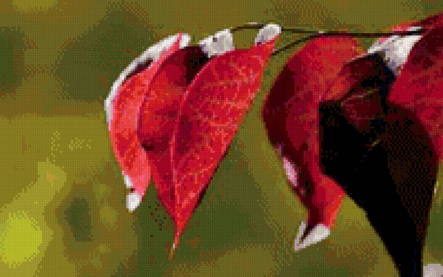 природная серия - листья, природа, осень - предпросмотр