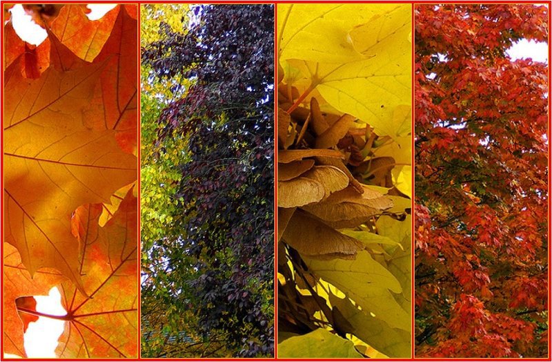 золотая осень - коллаж, листья, полиптих, осень - оригинал