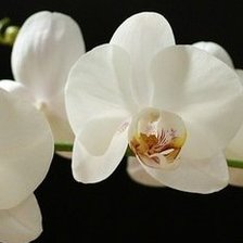 триптих орхидея часть2