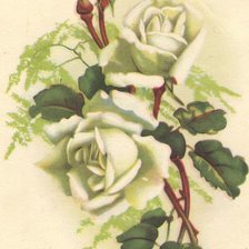 Оригинал схемы вышивки «старая открытка "Роза"» (№881487)