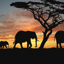 Оригинал схемы вышивки «Вечерняя Африка. Слоны» (№884706)