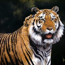Схема вышивки «красивый тигр»