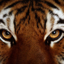 Схема вышивки «взгляд тигра»