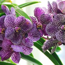 Схема вышивки «орхидея фиолет»