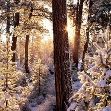 Схема вышивки «Зимний лес в лучах солнца»