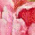 Предпросмотр схемы вышивки «Розовые тюльпаны» (№895633)