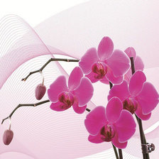 триптих орхидея (правая часть)