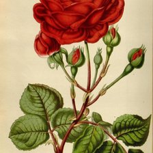Оригинал схемы вышивки «роза» (№909183)