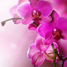 Оригинал схемы вышивки «Розовые орхидеи» (№914538)