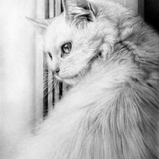 Схема вышивки «белая кошка монохром»