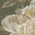 Предпросмотр схемы вышивки «Циферблат с белыми пионами» (№921452)