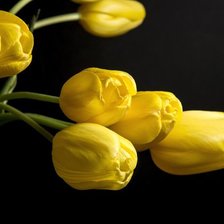 Оригинал схемы вышивки «желтые тюльпаны» (№924229)