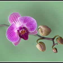 Схема вышивки «Орхидея из дождливого леса.Эквадор»