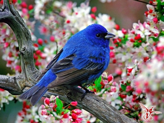 Птичка - птицы, цветы, природа - оригинал