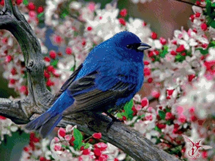 Птичка - птицы, природа, цветы - предпросмотр