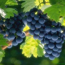 Оригинал схемы вышивки «виноград» (№926244)