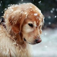 Схема вышивки «Собака и снег»